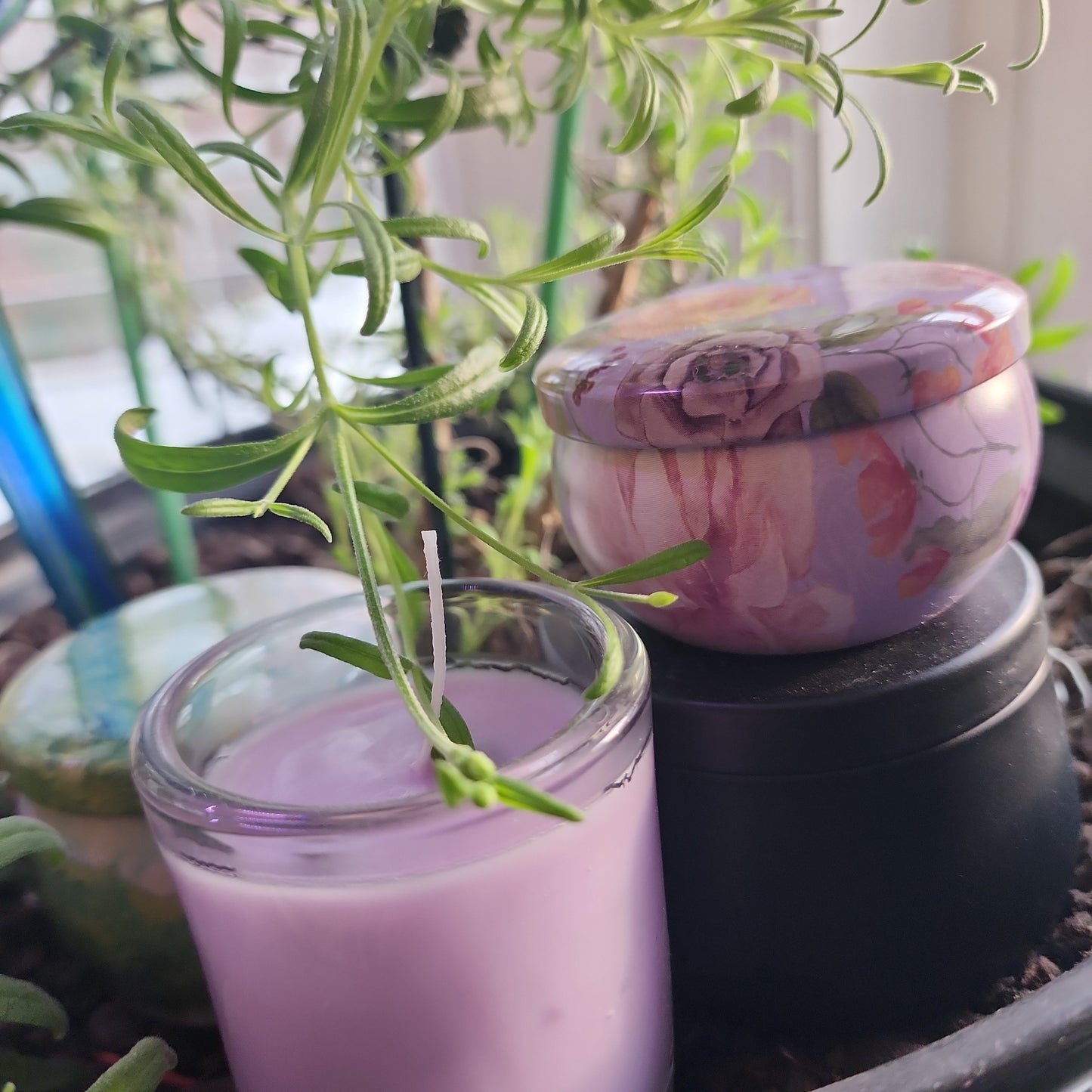 Lavender