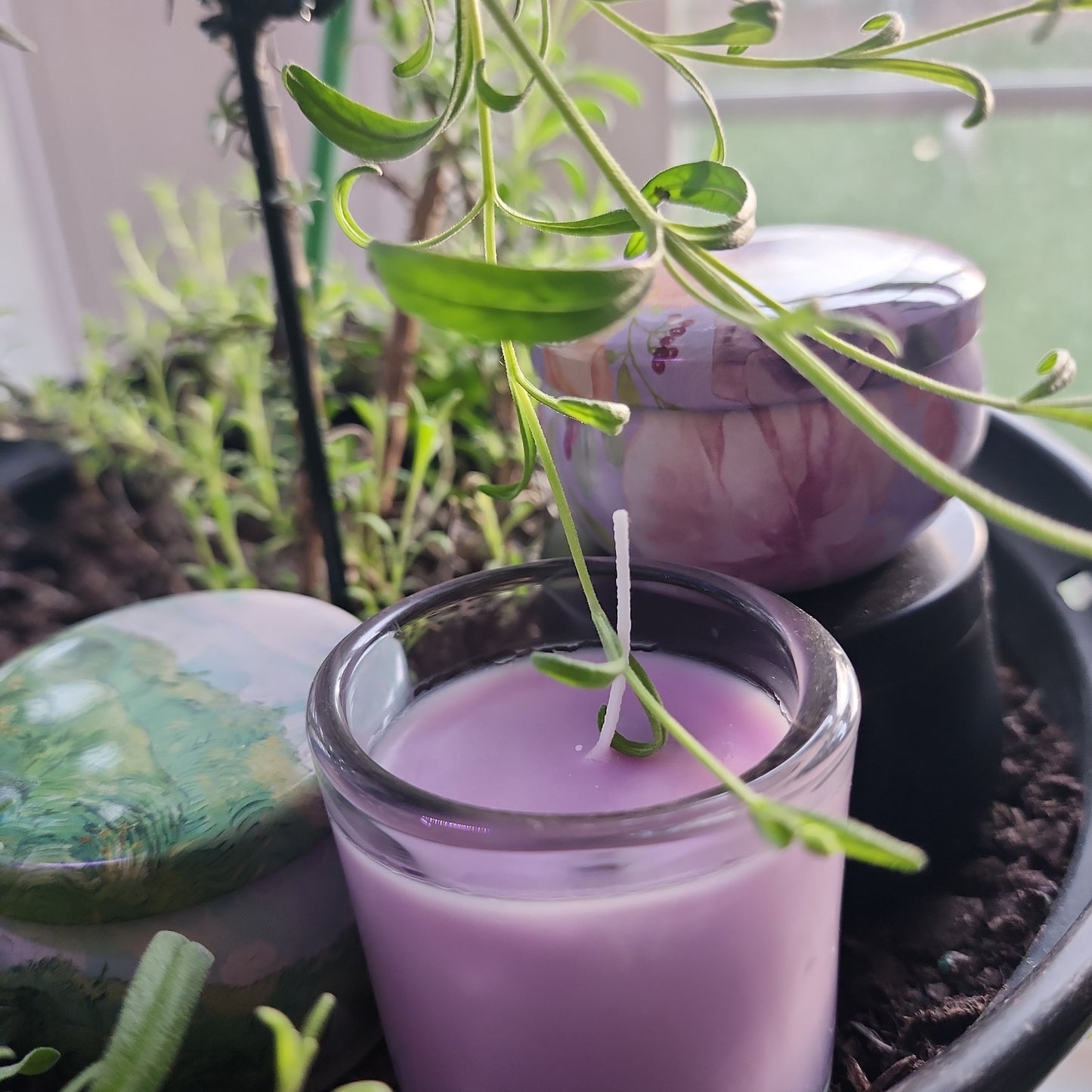Lavender