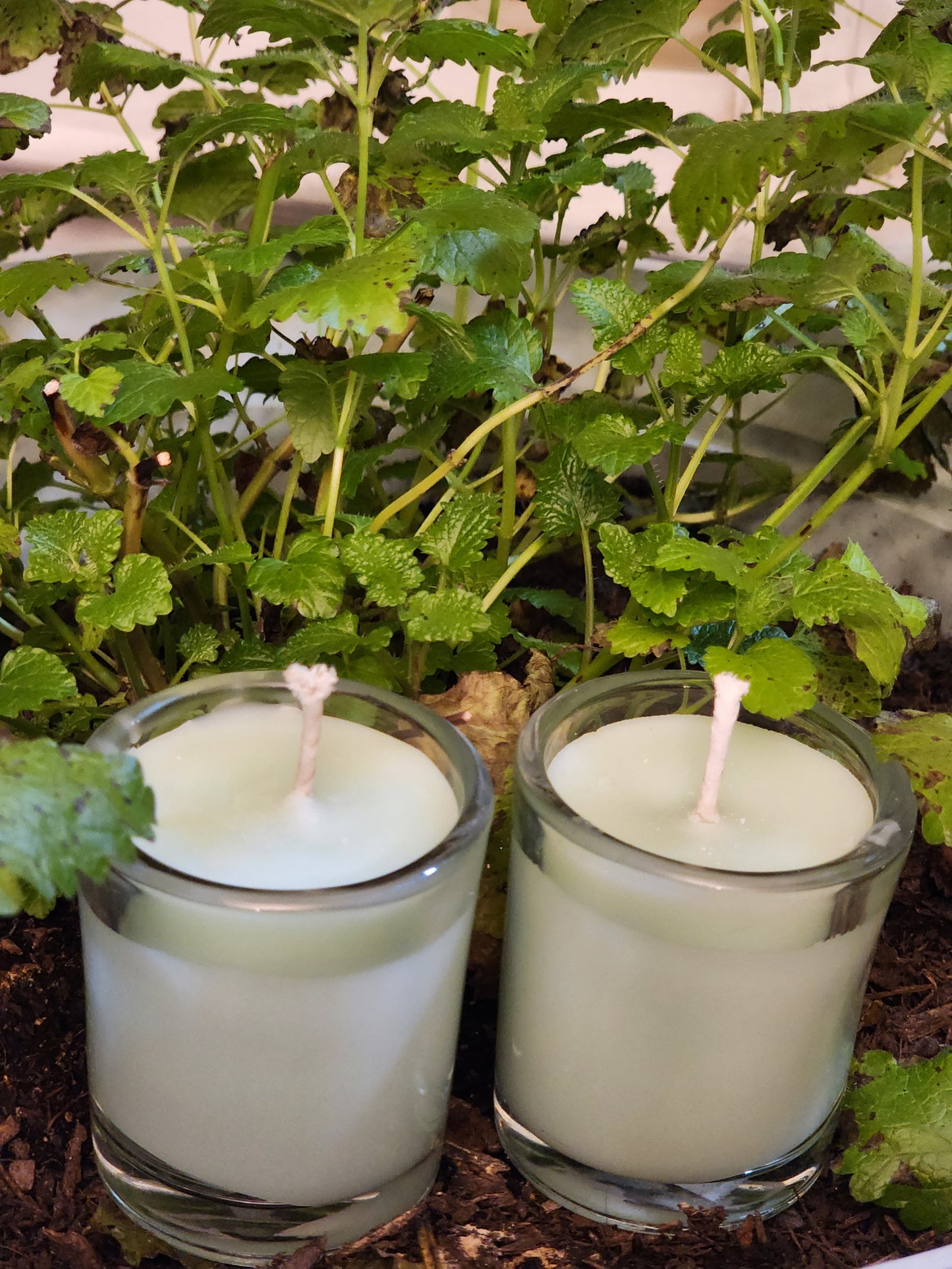 Eucalyptus & Spearmint
