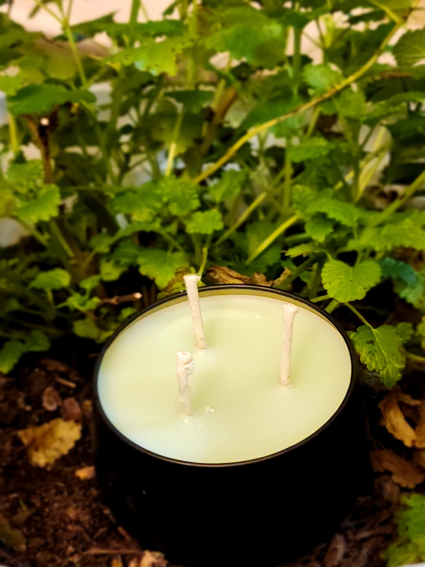 Eucalyptus & Spearmint